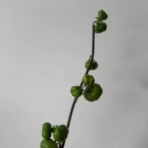 Simulated fruit small pumpkin space display home soft decoration soft decoration photography props model room placement of wild fruits - D type green