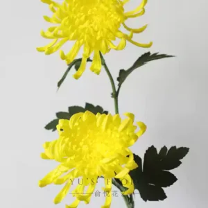 Simulated flowers Chinese style chrysanthemums singing autumn chrysanthemums yellow fake flowers large flowers autumn flowers floral landscaping home decoration props - 2 branches